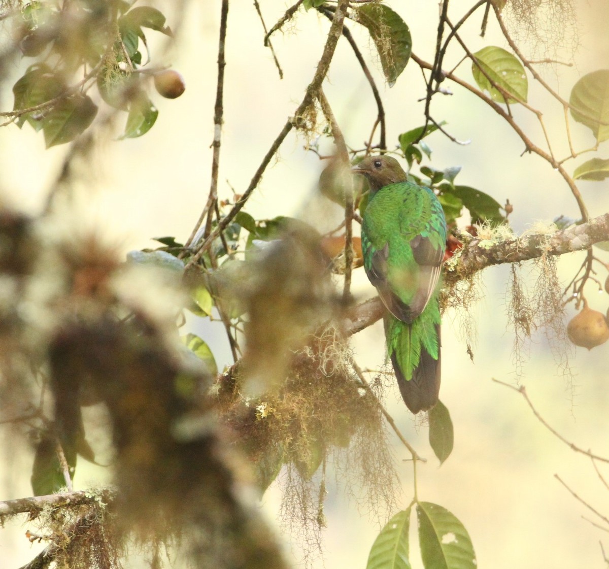 Quetzal Cabecidorado - ML617613876