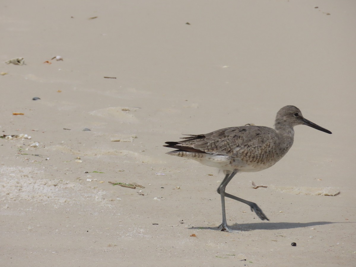 Willet - ML617613931