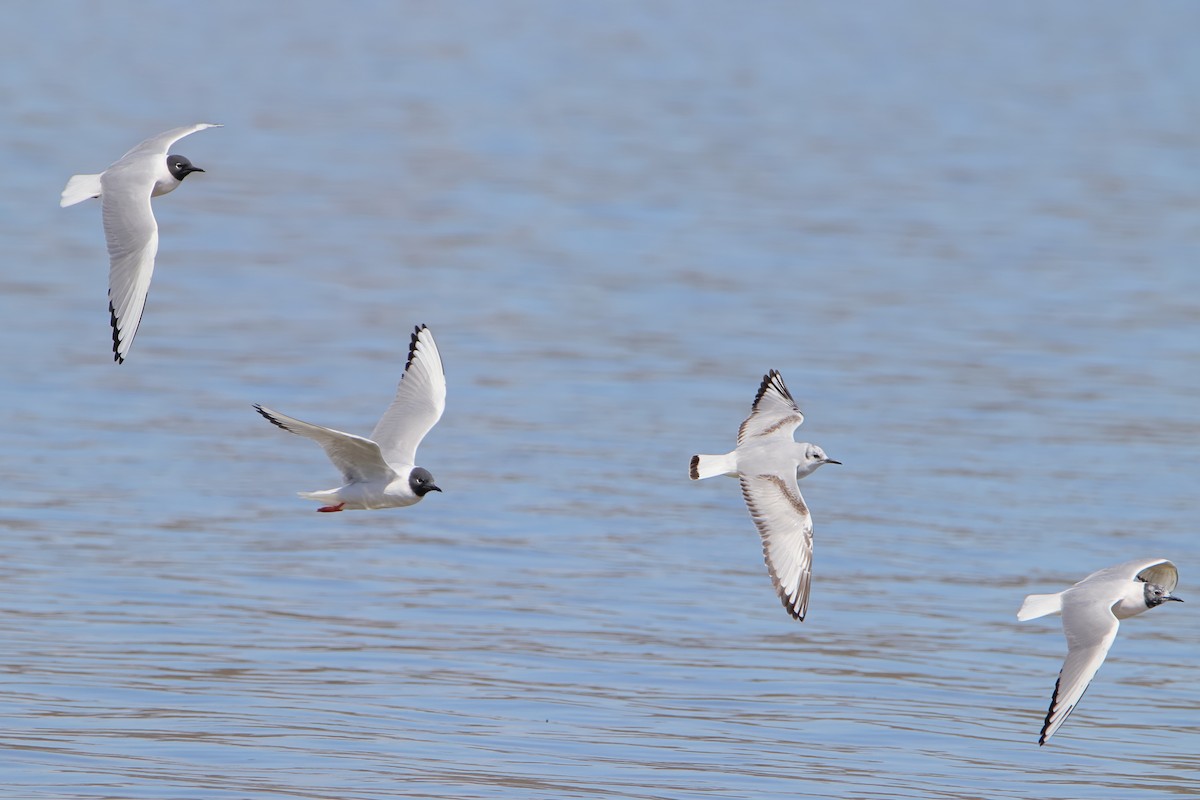 Bonaparte's Gull - ML617613947