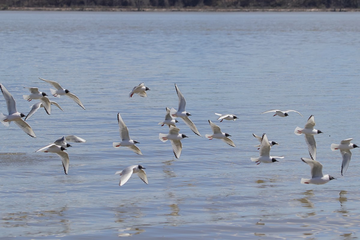 Bonaparte's Gull - ML617613952