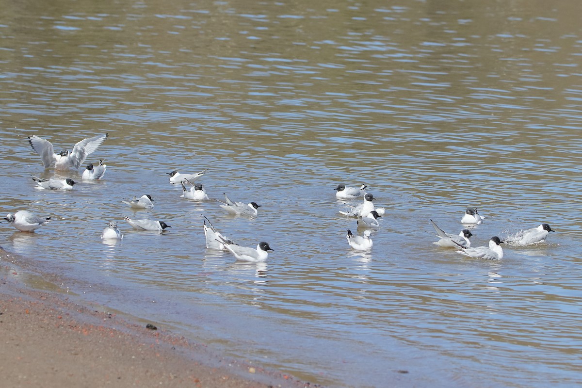 Bonaparte's Gull - ML617613959