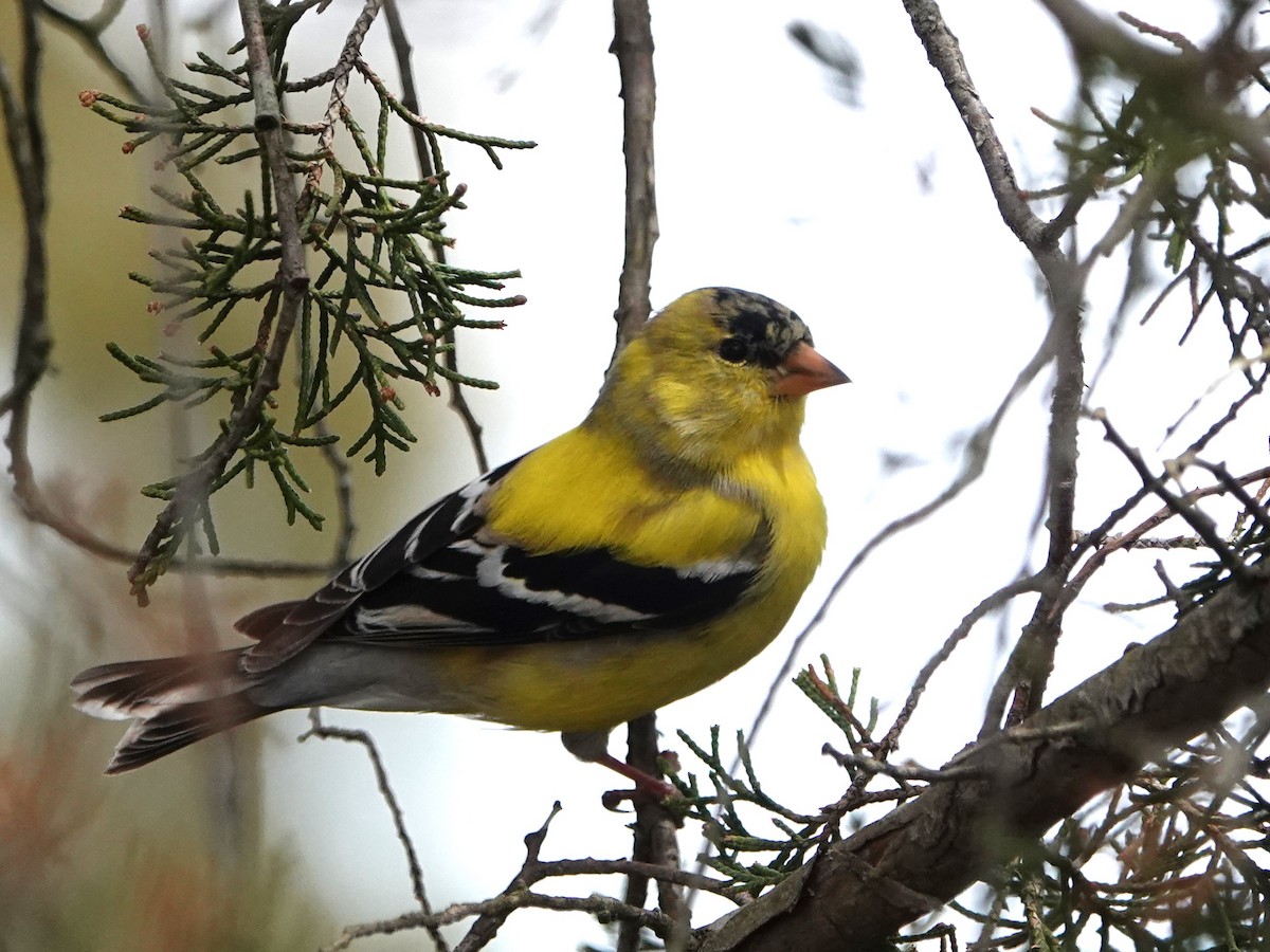 Chardonneret jaune - ML617613964