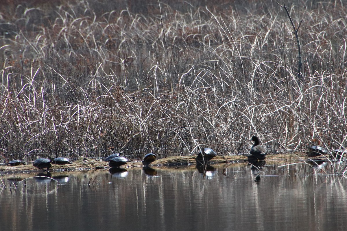 אגמית אמריקנית - ML617613996