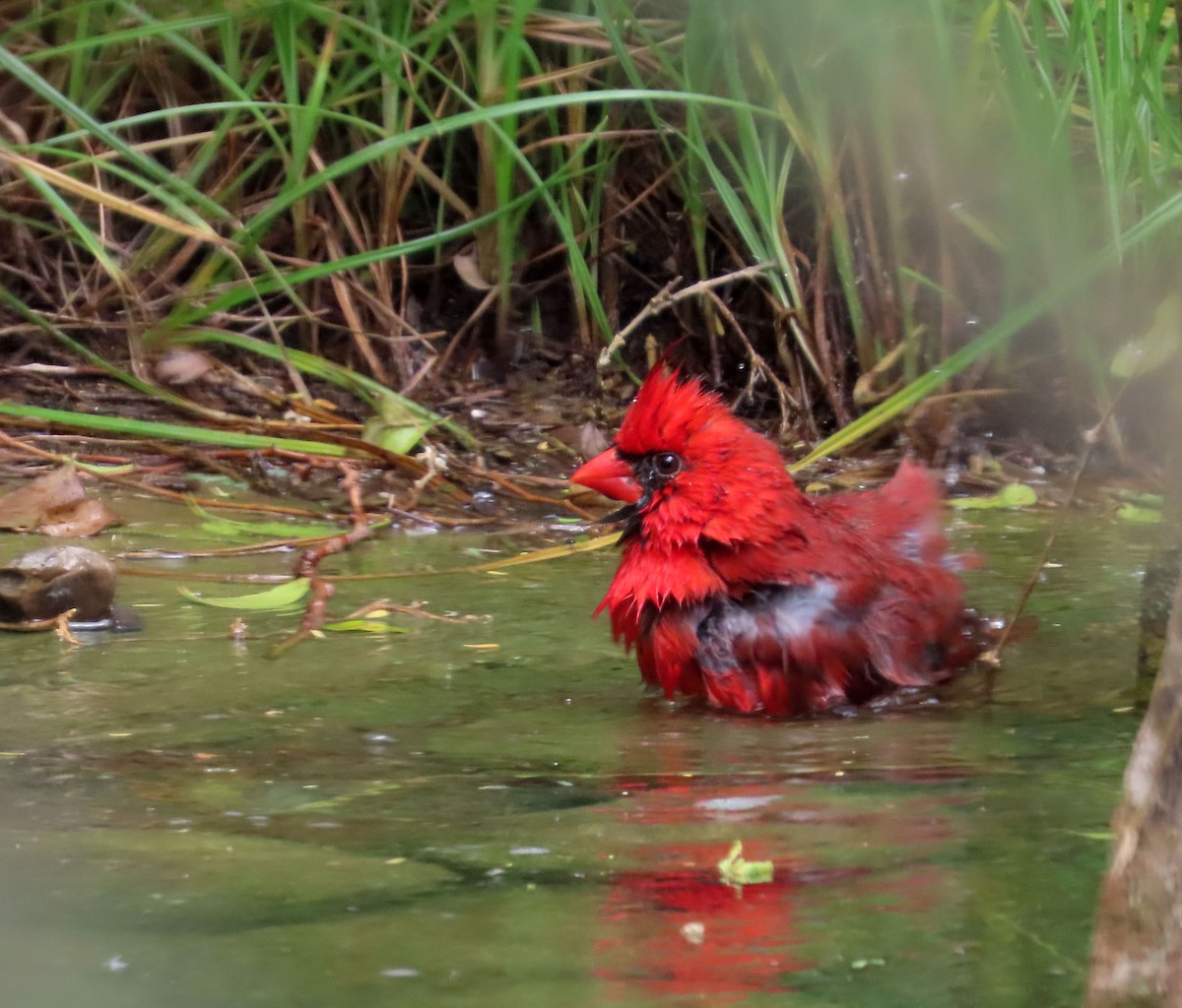 Cardinal rouge - ML617614071