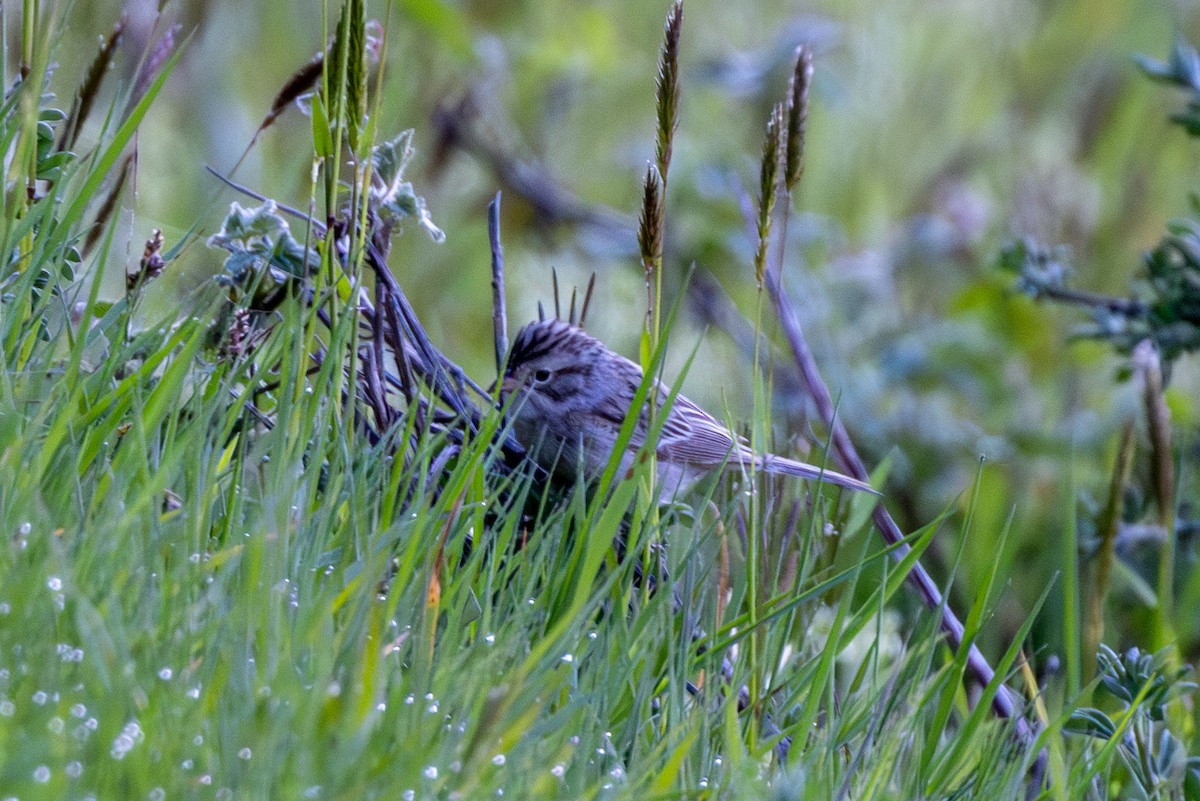 Brewer's Sparrow - Jacob Durrent