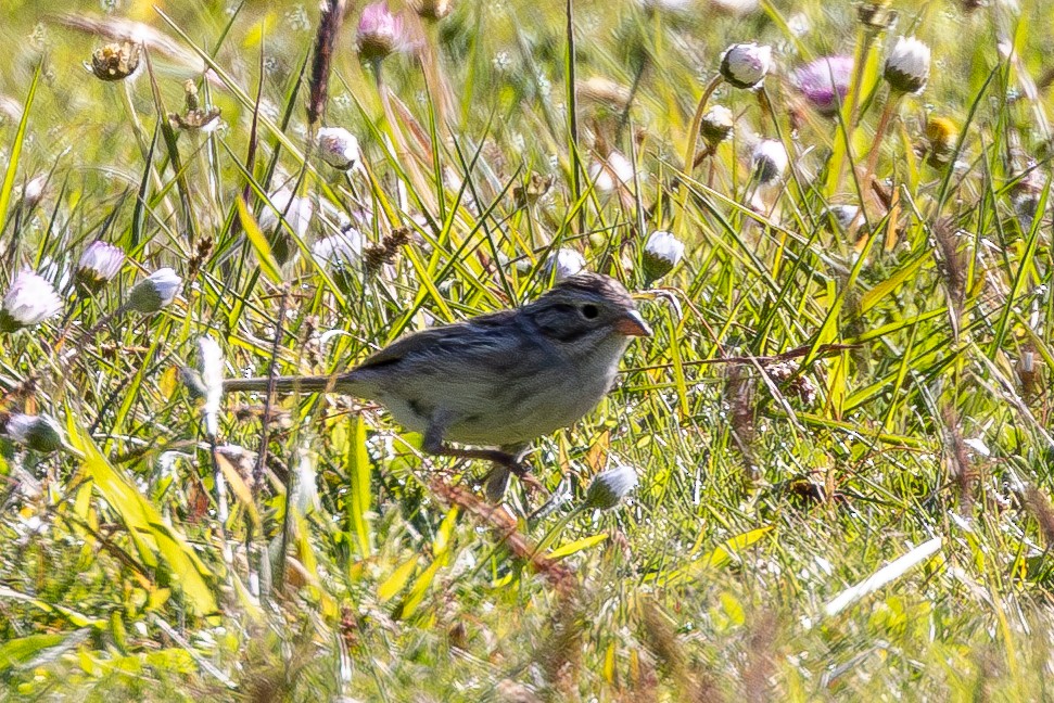 Brewer's Sparrow - Jacob Durrent