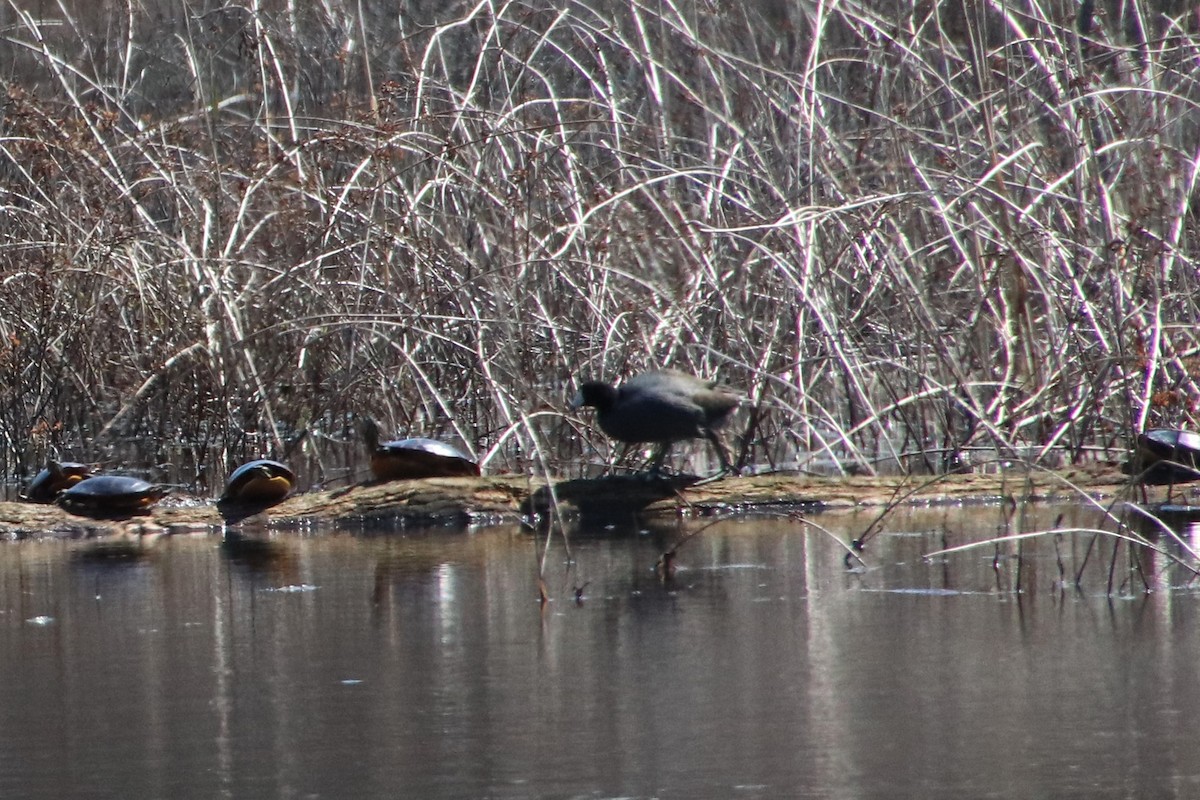 אגמית אמריקנית - ML617614098