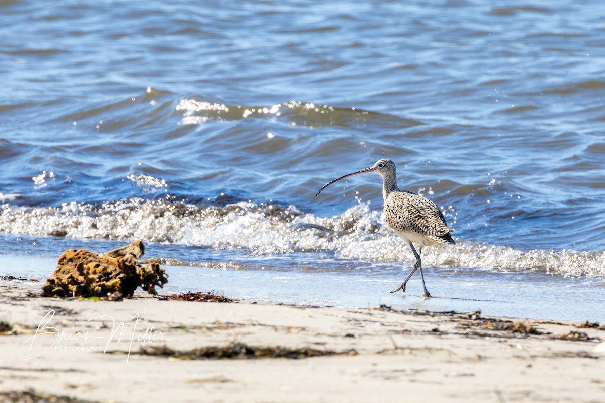 Long-billed Curlew - ML617614130