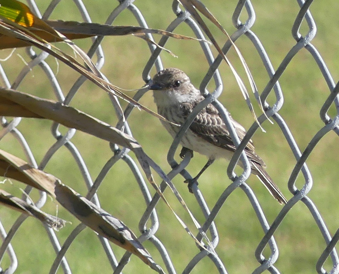 Vermilion Flycatcher - ML617614136