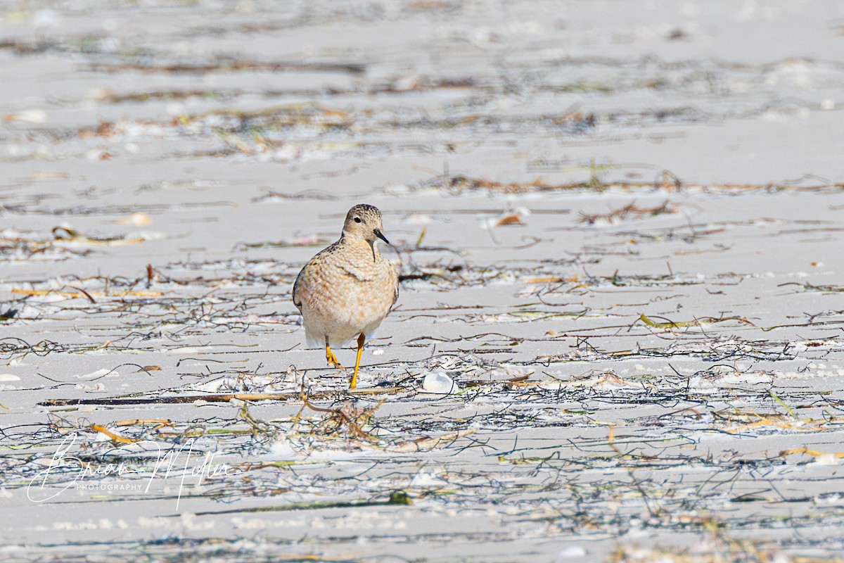 Buff-breasted Sandpiper - ML617614140