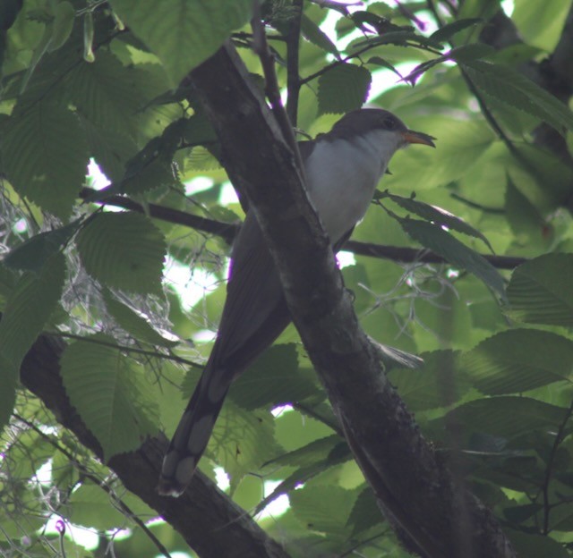 Yellow-billed Cuckoo - Adele Berthelot