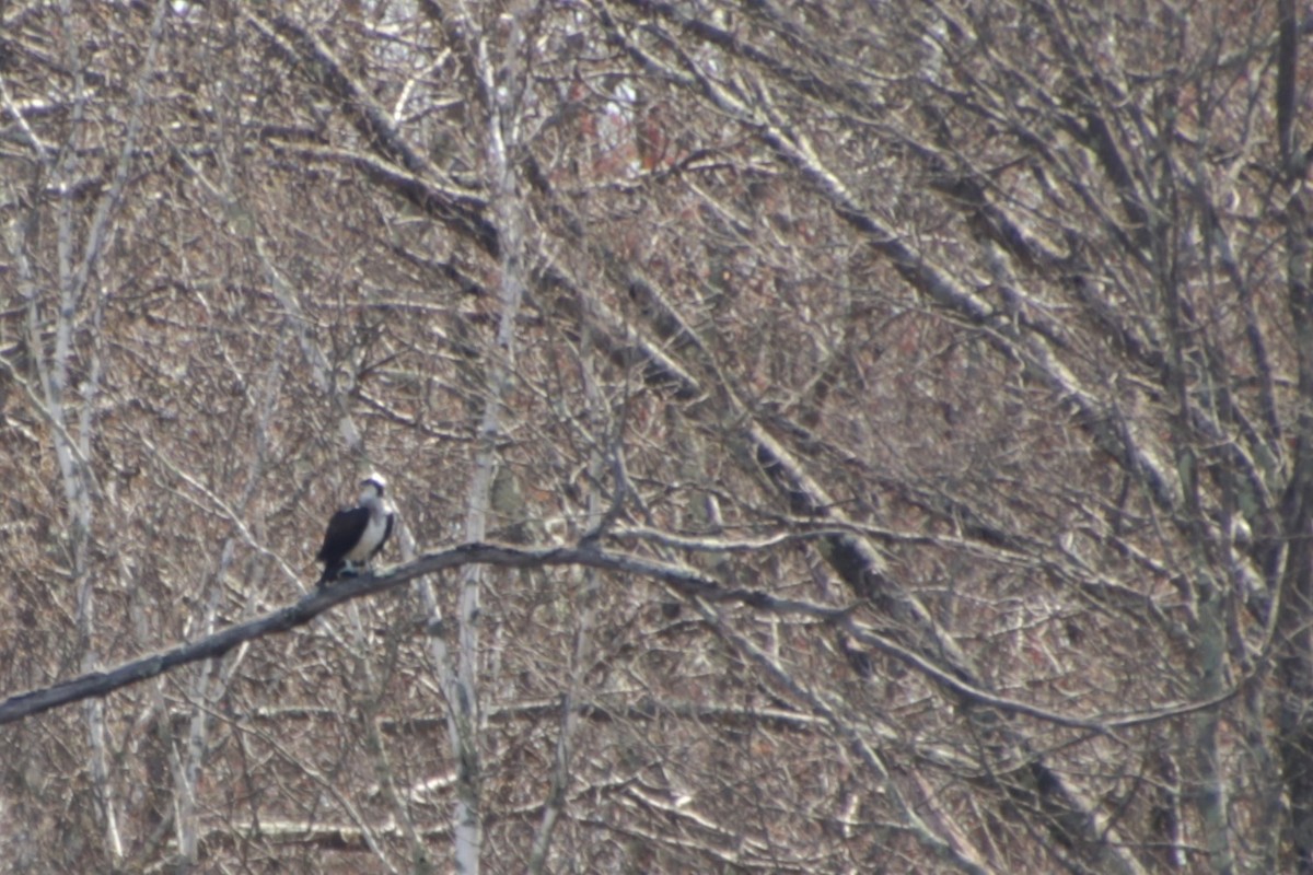שלך - ML617614232