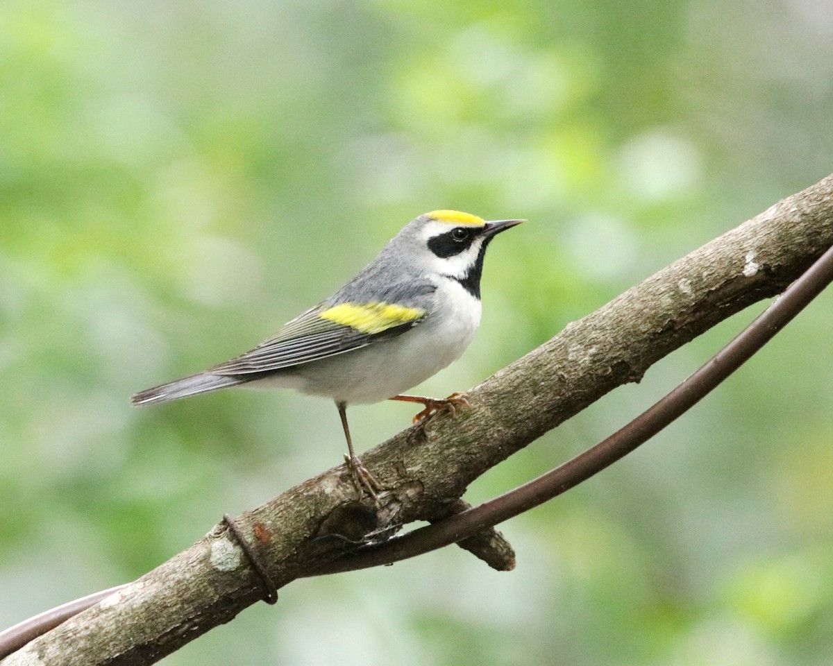 Golden-winged Warbler - ML617614233