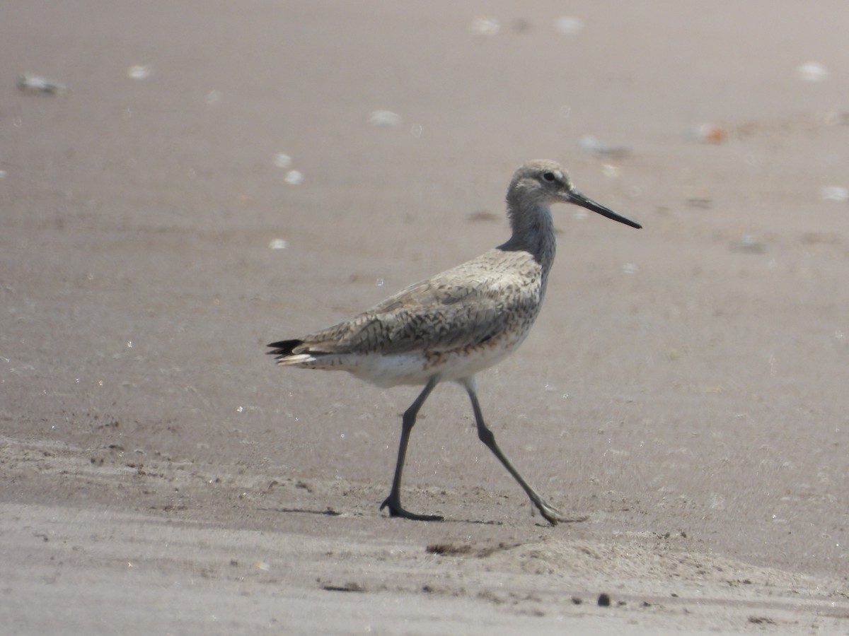 Willet - ML617614252