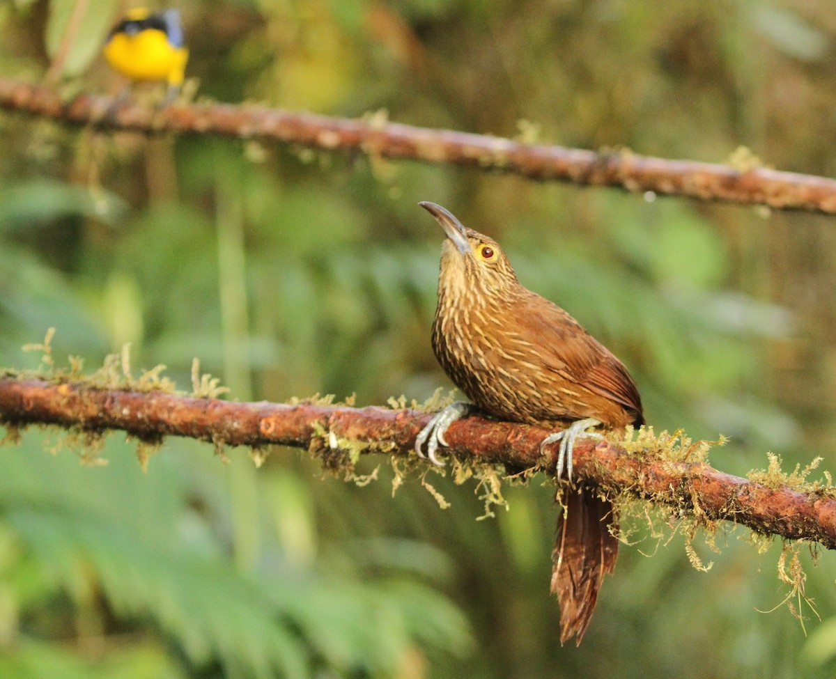 Strong-billed Woodcreeper - Gisèle Labonté