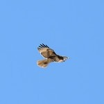 Red-tailed Hawk - ML617614271