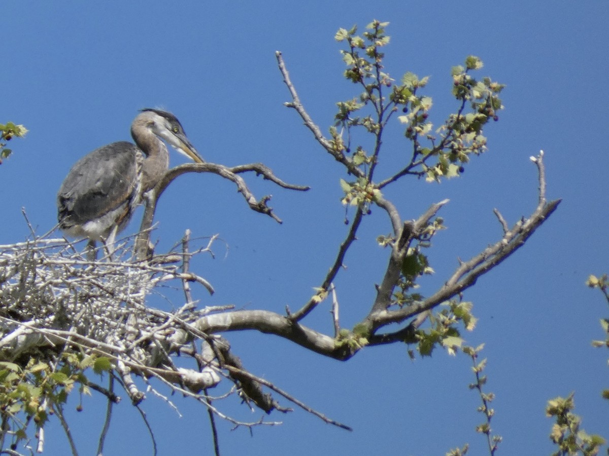 Great Blue Heron - Kerry Eckhardt