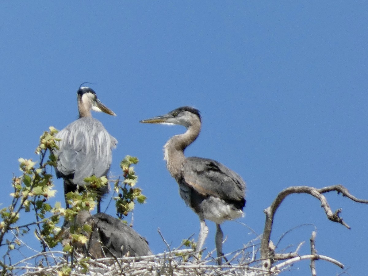 Great Blue Heron - Kerry Eckhardt