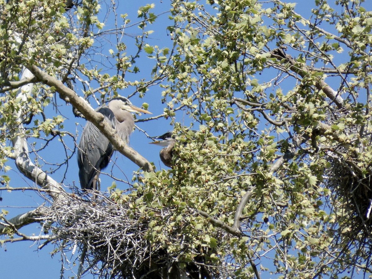 Great Blue Heron - Kerry Eckhardt