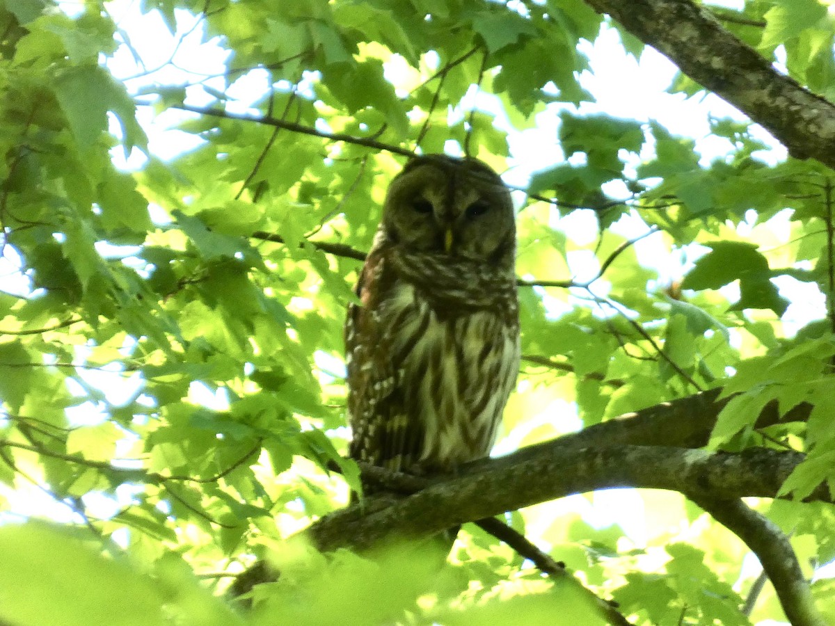 Barred Owl - ML617614289