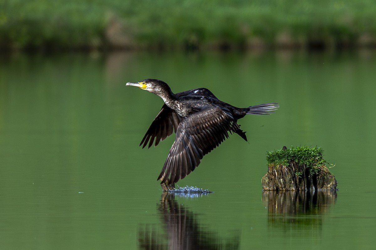 Great Cormorant - ML617614371