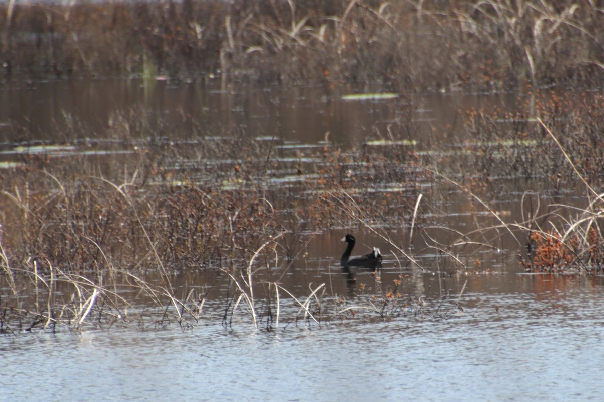 אגמית אמריקנית - ML617614379