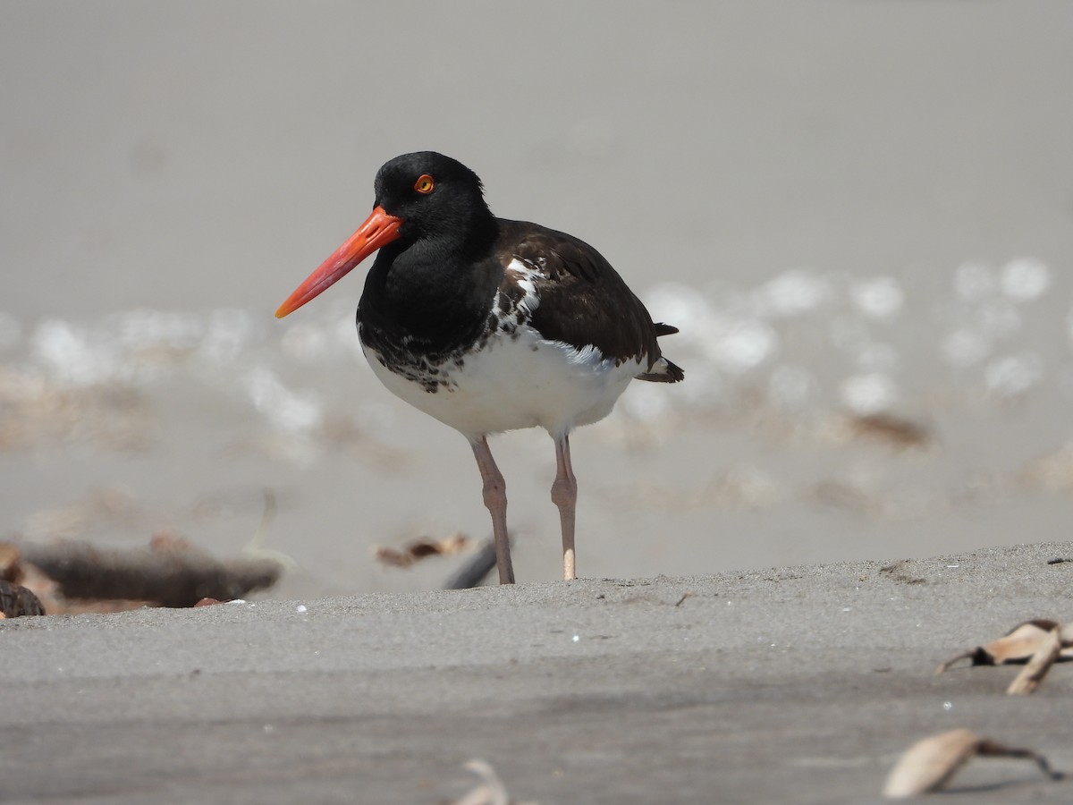 American Oystercatcher - ML617614384