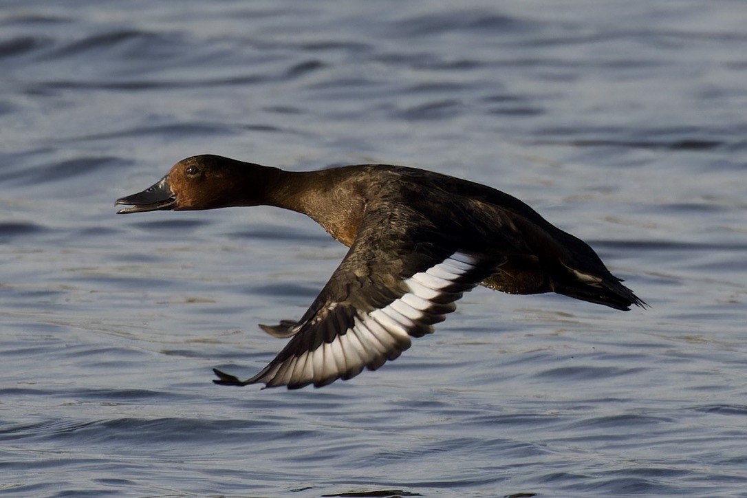 Ferruginous Duck - ML617614401