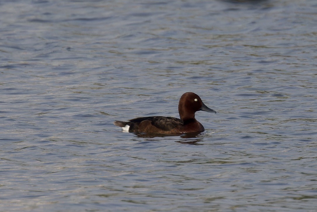 Ferruginous Duck - ML617614402