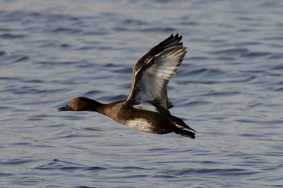 Ferruginous Duck - ML617614403