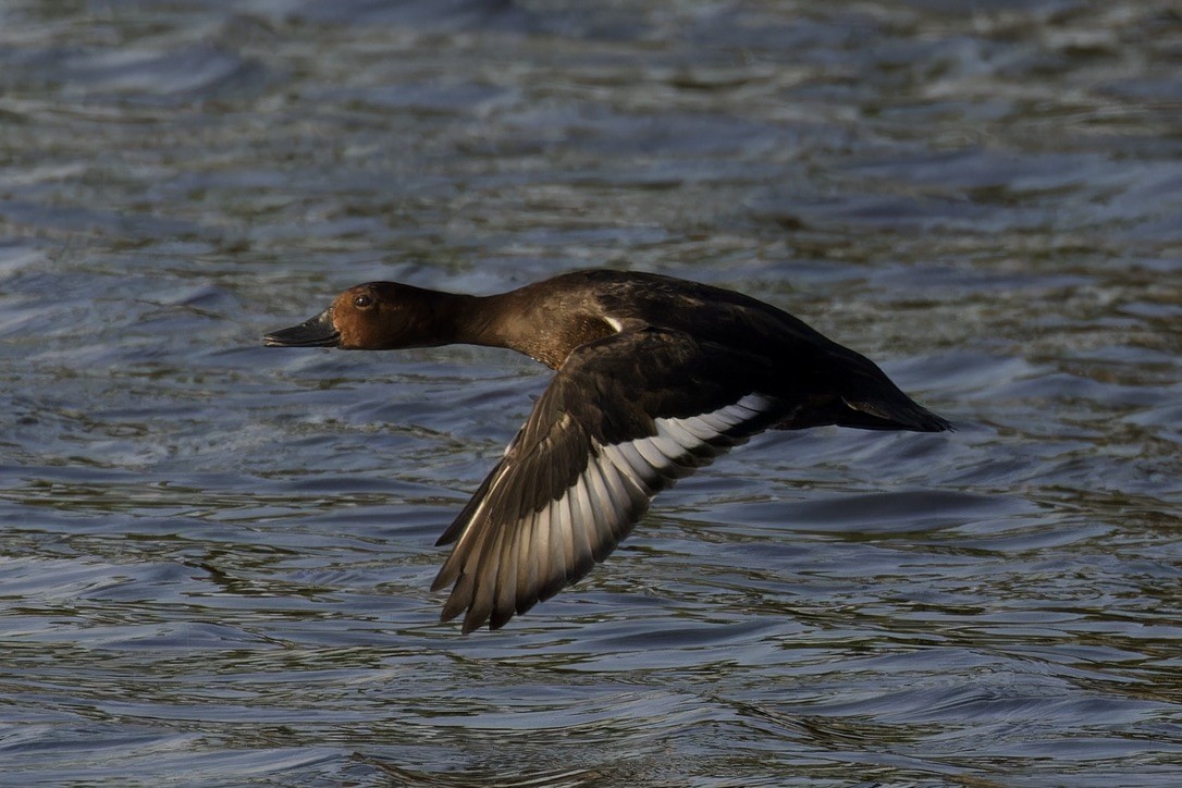 Ferruginous Duck - ML617614404