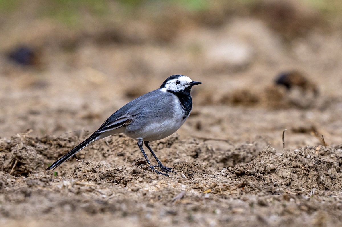 White Wagtail - ML617614430