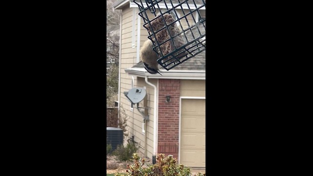 Red-breasted Nuthatch - ML617614431