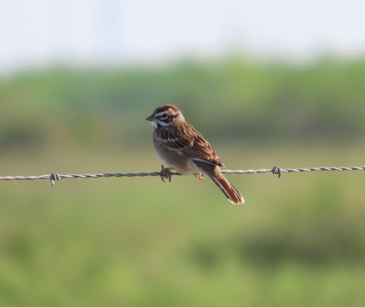 Lark Sparrow - ML617614439