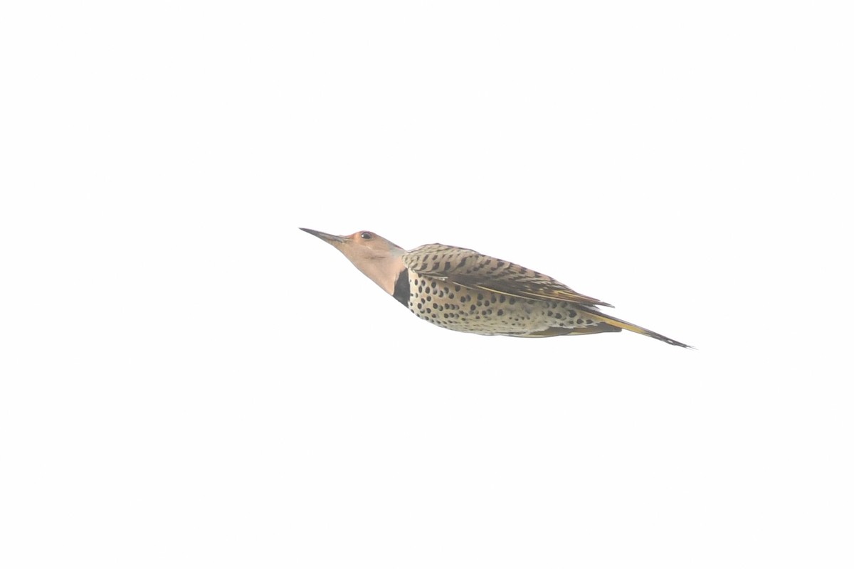 Northern Flicker (Yellow-shafted) - ML617614466