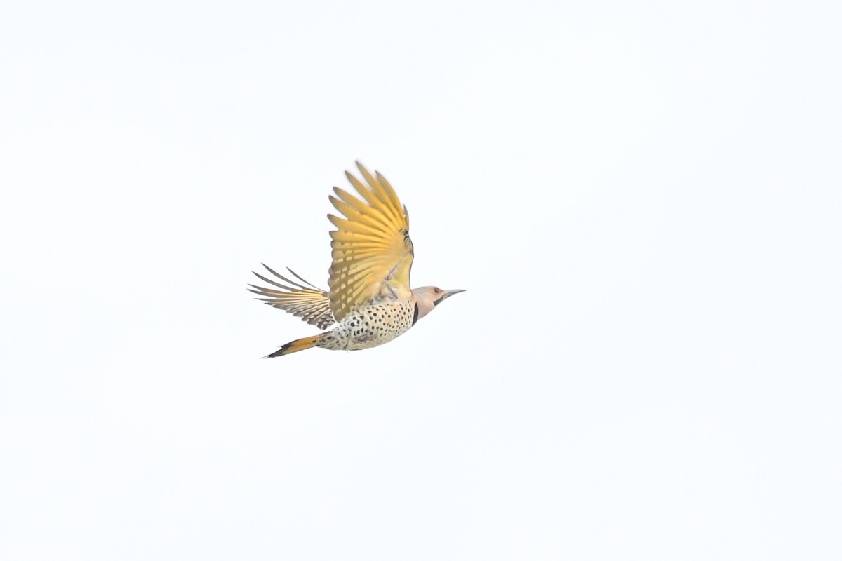 Northern Flicker (Yellow-shafted) - ML617614467