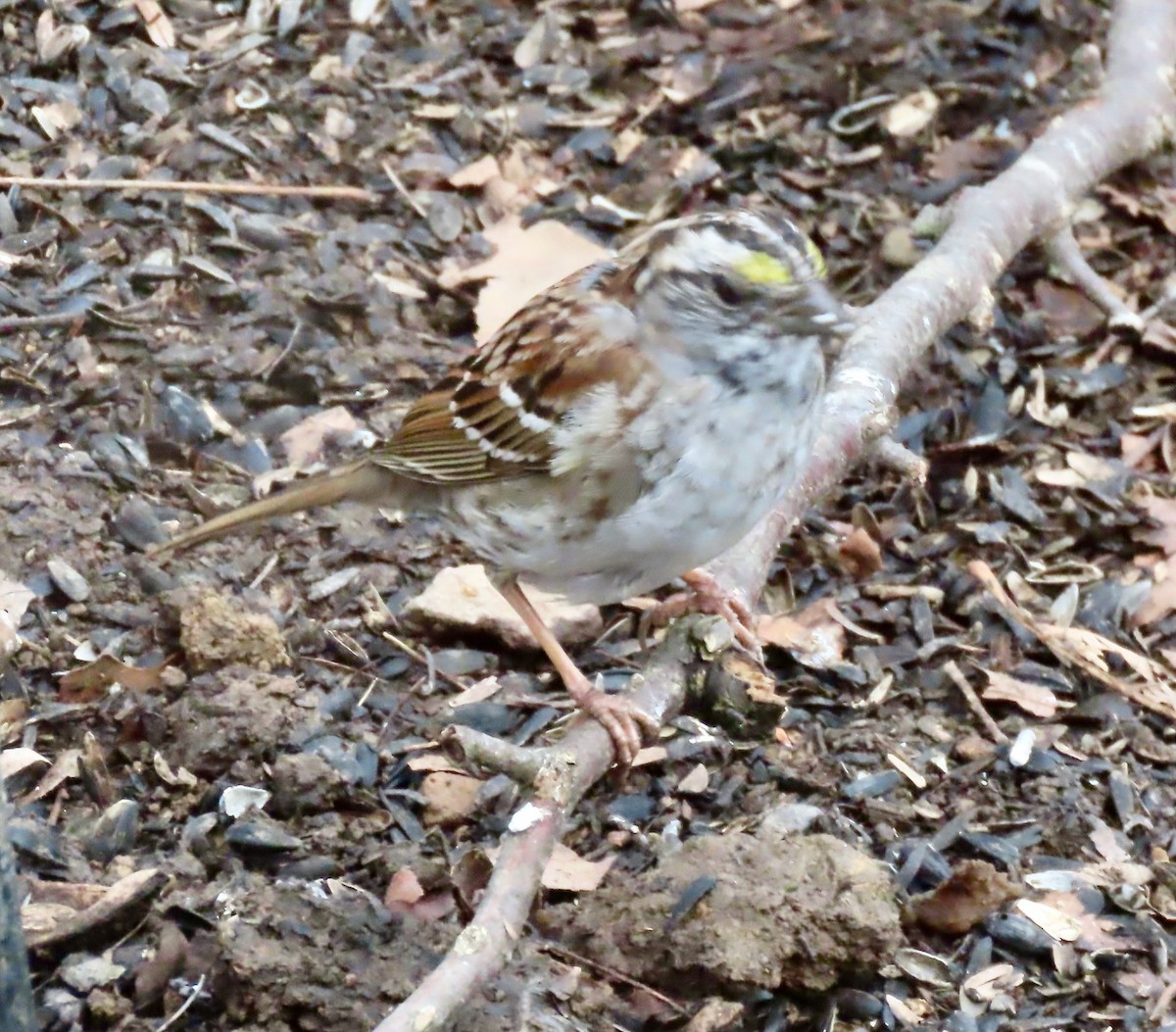 White-throated Sparrow - ML617614468