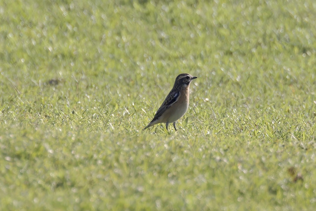 Whinchat - Ted Burkett