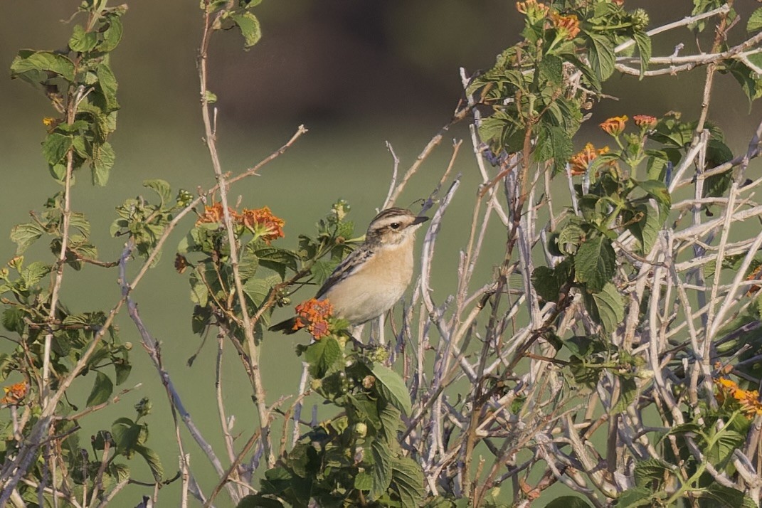 Whinchat - Ted Burkett