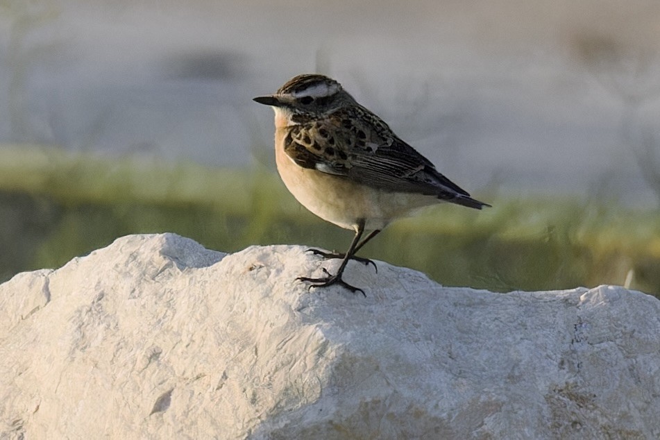 Whinchat - Ted Burkett