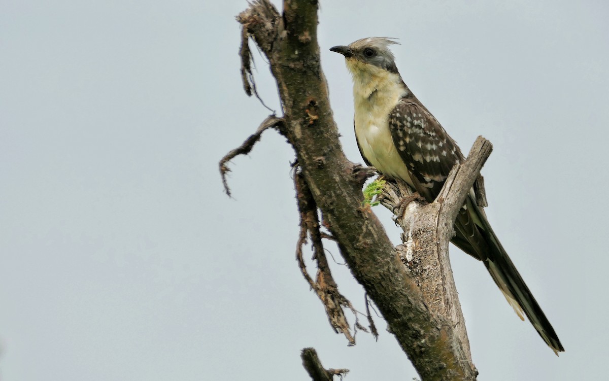 Great Spotted Cuckoo - ML617614546