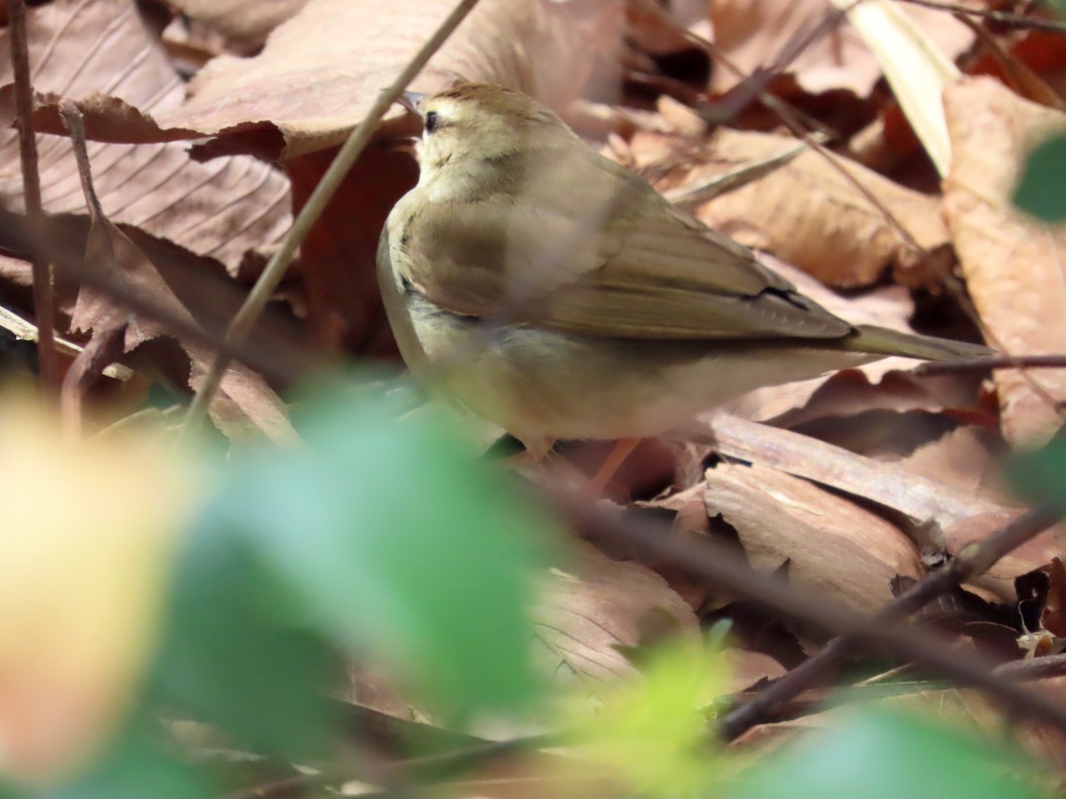 Swainson's Warbler - ML617614550