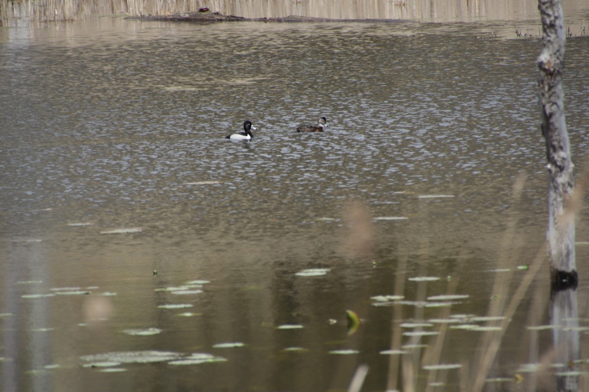 צולל צווארון - ML617614560