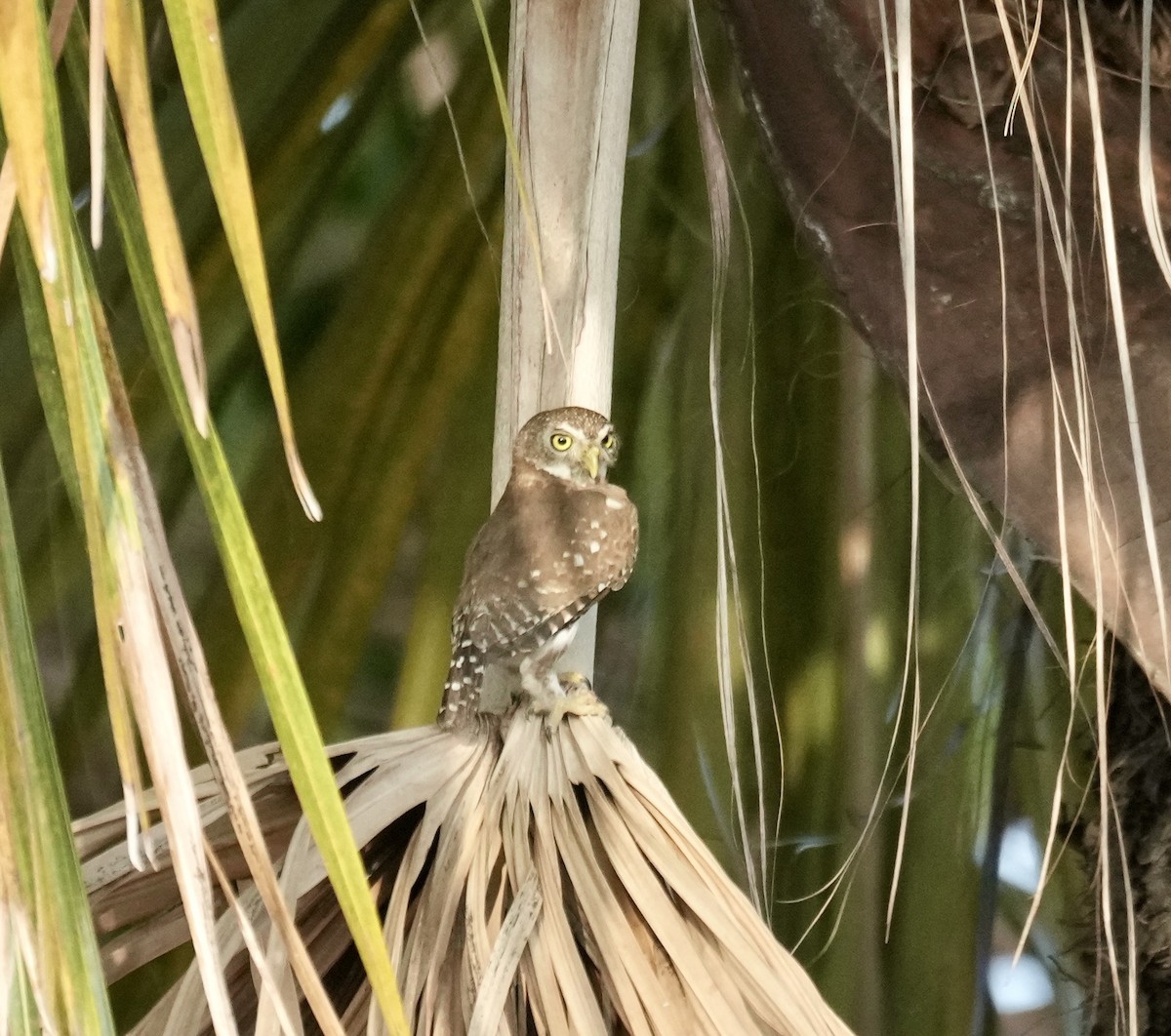 Ferruginous Pygmy-Owl - ML617614561