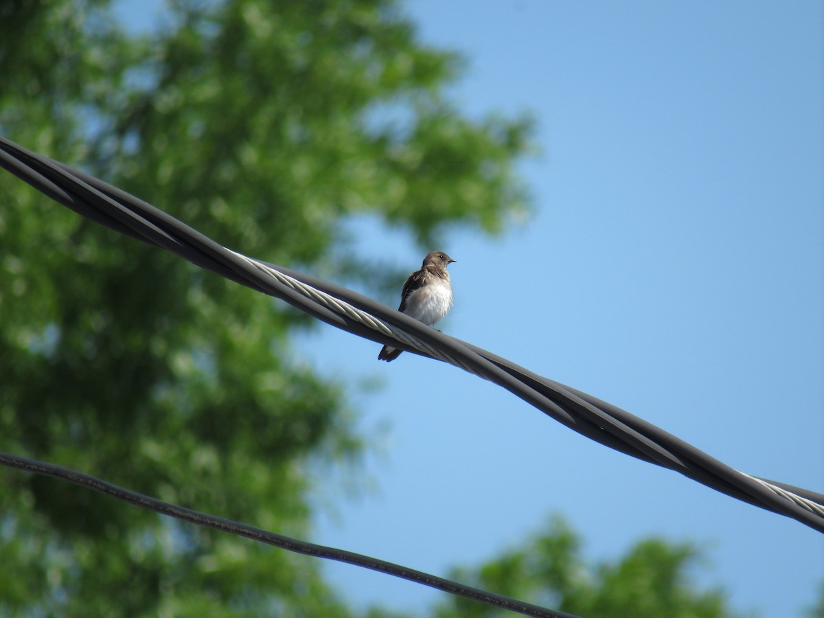 Northern Rough-winged Swallow - ML617614570