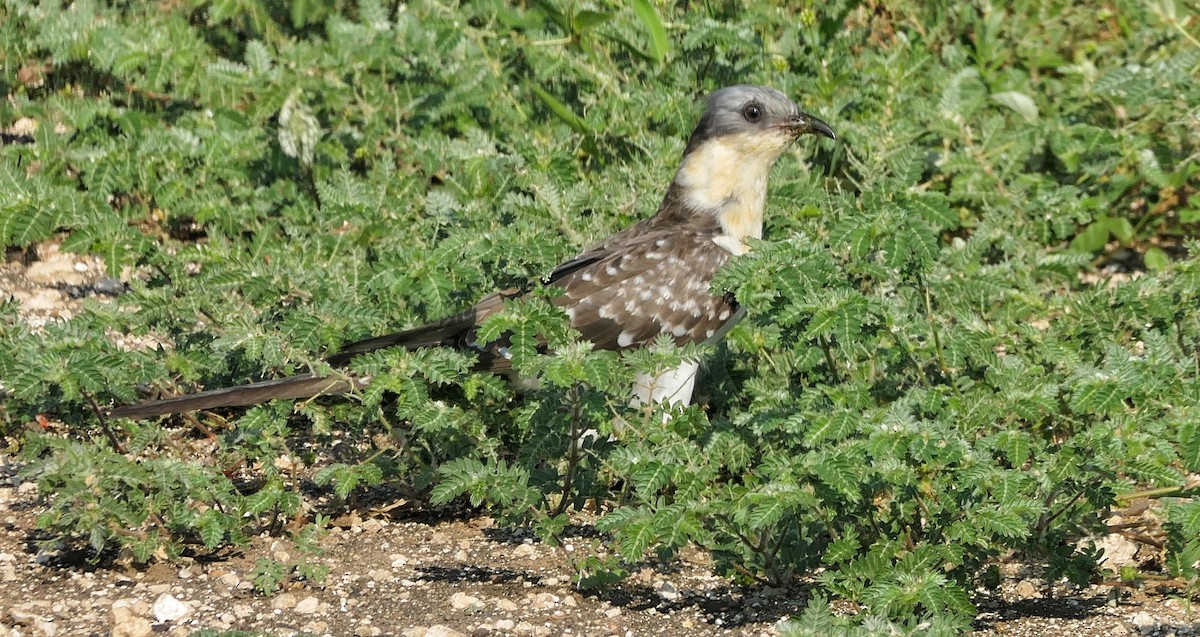 Great Spotted Cuckoo - ML617614573