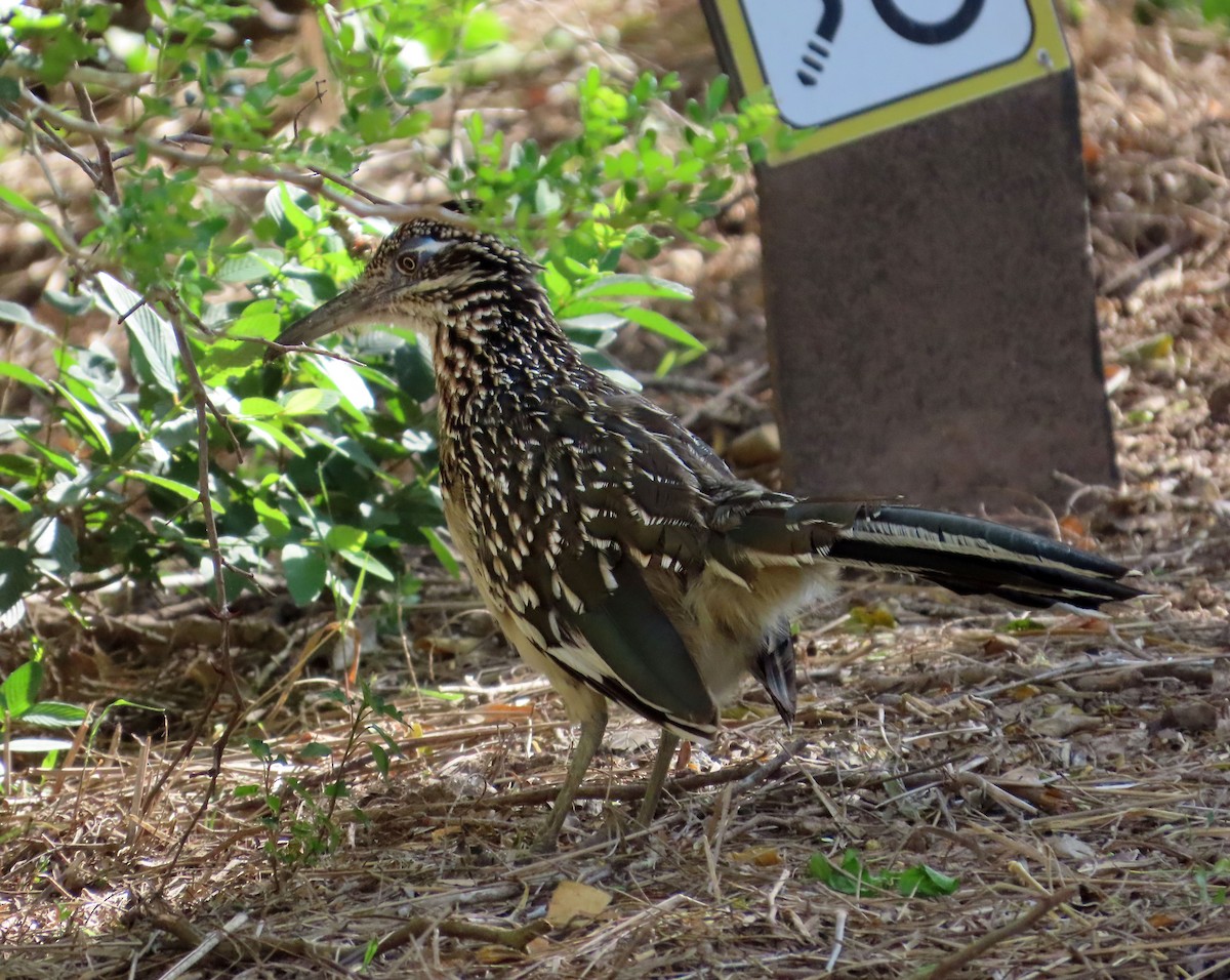 Greater Roadrunner - ML617614587