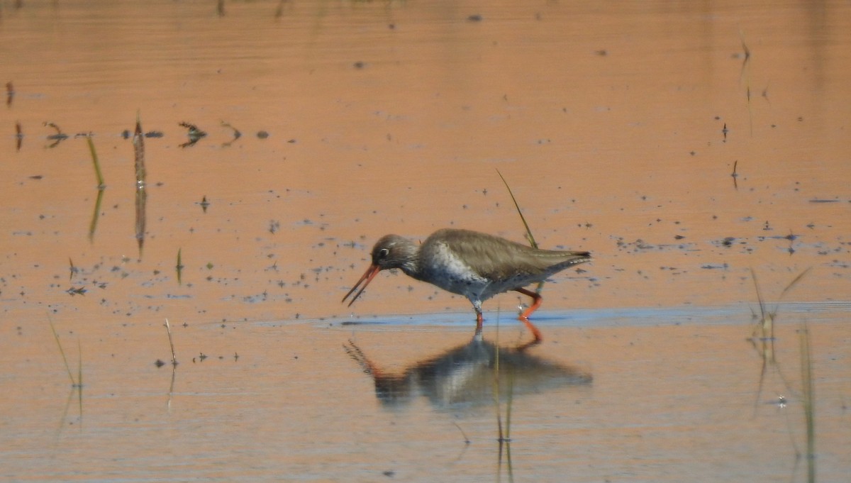 Common Redshank - Servando Plaza de La Fuente