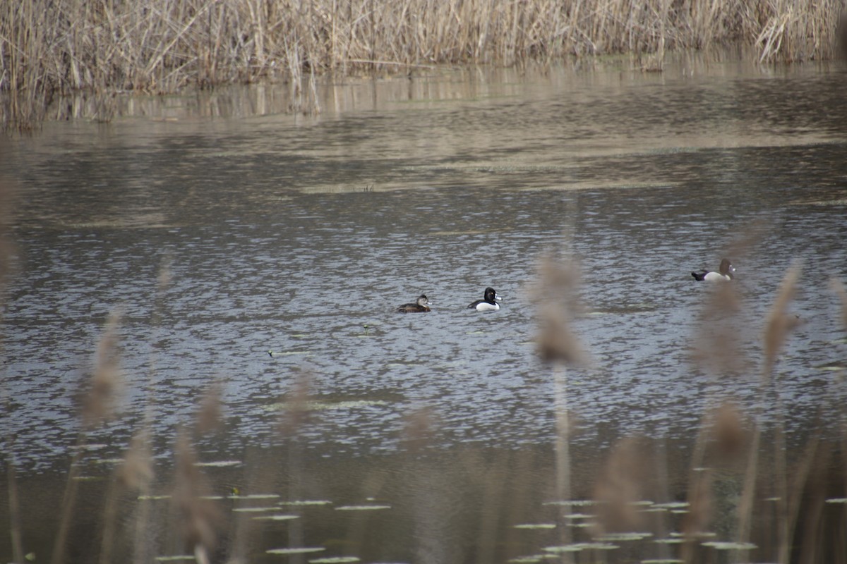 צולל צווארון - ML617614600