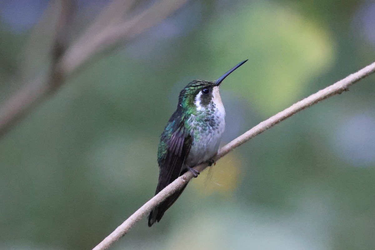 Colibrí de Sibila - ML617614625